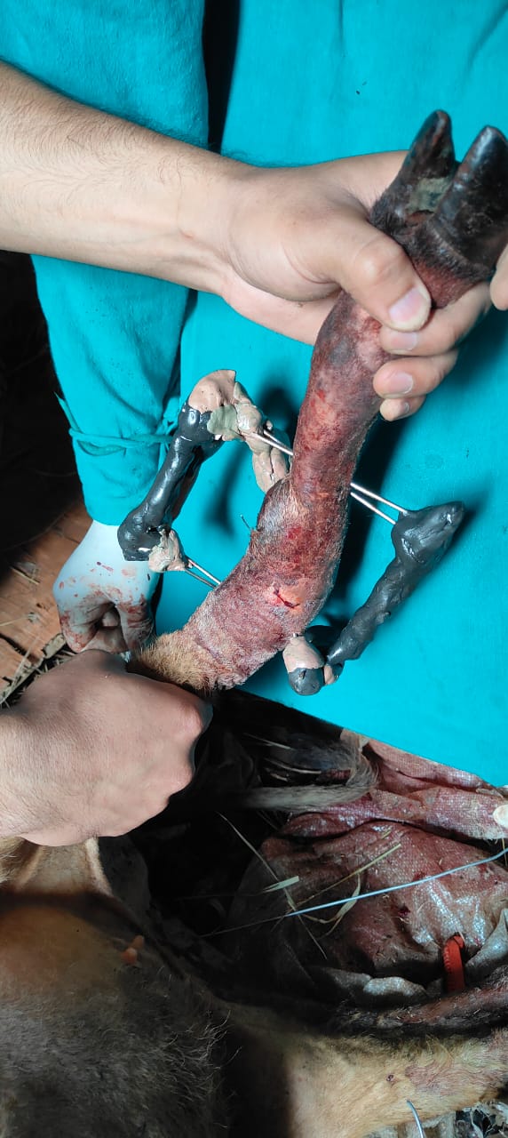 पशु एम्बुलेंस की टीम गांव में घायल पशु का उपचार करते हुए।