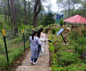 भूरेश्वर महादेव मंदिर में तैयार वन वाटिका का प्राकृतिक नजारा