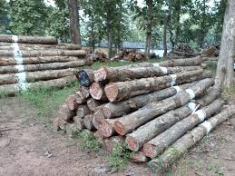 नादौन वन विभाग कार्यालय में लकड़ी नीलामी की तैयारी